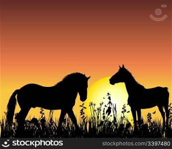 Horse silhouette on sunset background. Vector illustration.