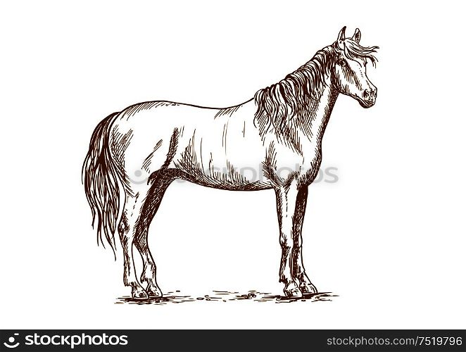 Horse standing and looking with half turned head. Beautiful mustang with kind and tender glance. Vector sketch portrait. Horse standing with head turned