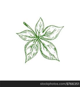 Horsechestnut Buckeye green leaf isolated sketch. Vector green spring or summer foliage. Ohio Buckeye verdant leafage isolated green plant