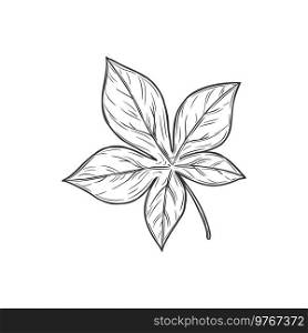 Horsechestnut Buckeye leaf isolated sketch monochrome icon. Vector spring or summer foliage, autumn fall decorative element, hand drawn horse chesnut botanical plant symbol in black and white. Buckeye leafage isolated autumn leaf decoration