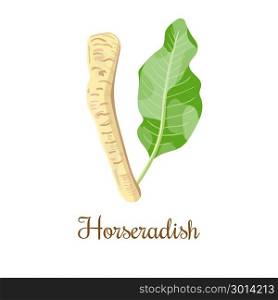 Horseradish. Vector illustration. Isolated. Horseradish with with green leaf. Vector illustration. Isolated. For food design, cosmetics, restaurant, store, market, natural health care products. Can be used as logo, price tag, label