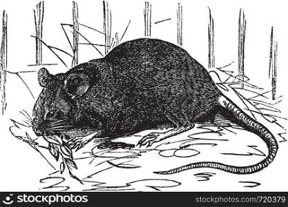House mouse or Mus musculus, vintage engraving. Old engraved illustration of House mouse.