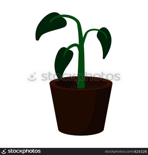 House plant in pot cartoon icon on a white background. House plant in pot cartoon icon