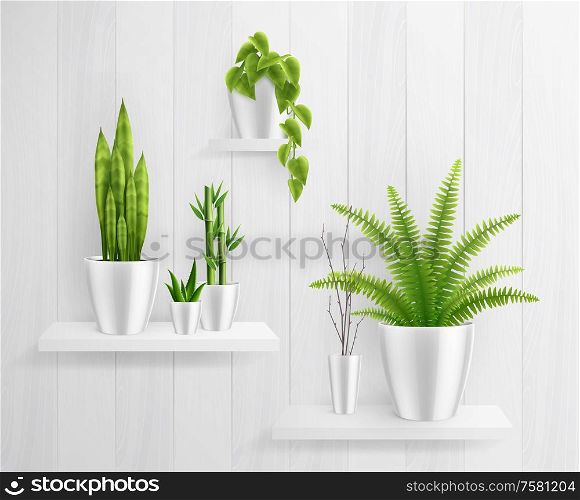 House plants in pot on shelves realistic composition with big green leaves on white shelves vector illustration