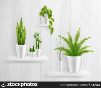 House plants in pot on shelves realistic composition with big green leaves on white shelves vector illustration