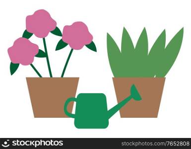 House plants in pots and watering can. Vector potted pink flowers and evergreen leaves of home herb. Device to water blooming buds isolated on white. House Plants in Pots, Watering Can. Vector Flowers