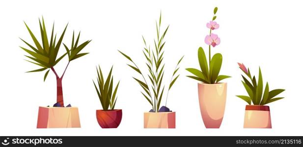House plants in pots for home interior decoration. Vector cartoon set of planters with flowers with green leaves and blossoms, palm tree, dracaena and orchid isolated on white background. House plants and flowers in pots