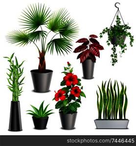 House plants realistic set with hibiscus succulents ivy hanging pots fan palm bamboo stalks vase vector illustration
