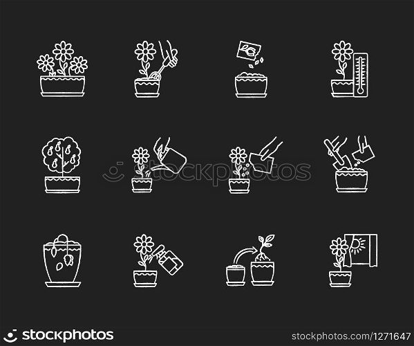 Houseplant care chalk white icons set on black background. Indoor gardening steps. Repotting, spraying plants. Planting flower seeds. Watering, fertilizing. Isolated vector chalkboard illustrations