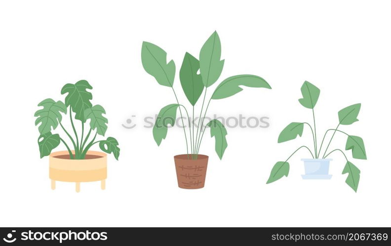 Houseplant for interior decor semi flat color vector item set. Realistic object on white. Potted plants isolated modern cartoon style illustration for graphic design and animation collection. Houseplant for interior decor semi flat color vector item set