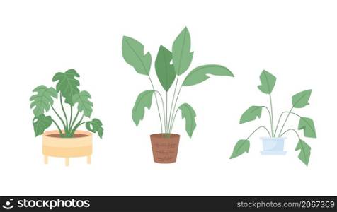 Houseplant for interior decor semi flat color vector item set. Realistic object on white. Potted plants isolated modern cartoon style illustration for graphic design and animation collection. Houseplant for interior decor semi flat color vector item set