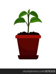 Houseplant in flower pot vector illustration. Green sprout of household plant icon on white background. Houseplant in flower pot