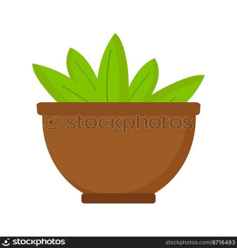 Houseplant in round pot on white background. Vector isolated image for design of site about plants or clipart. Houseplant in round pot on white background