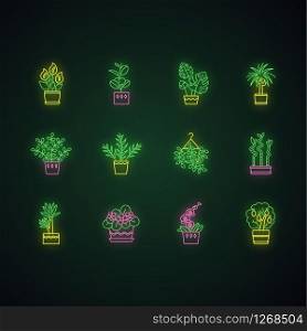 Houseplants neon light icons set. Indoor plants. Ficus, monstera, african violet, bamboo. Peace lily, pothos, parlor palm. Signs with outer glowing effect. Vector isolated RGB color illustrations