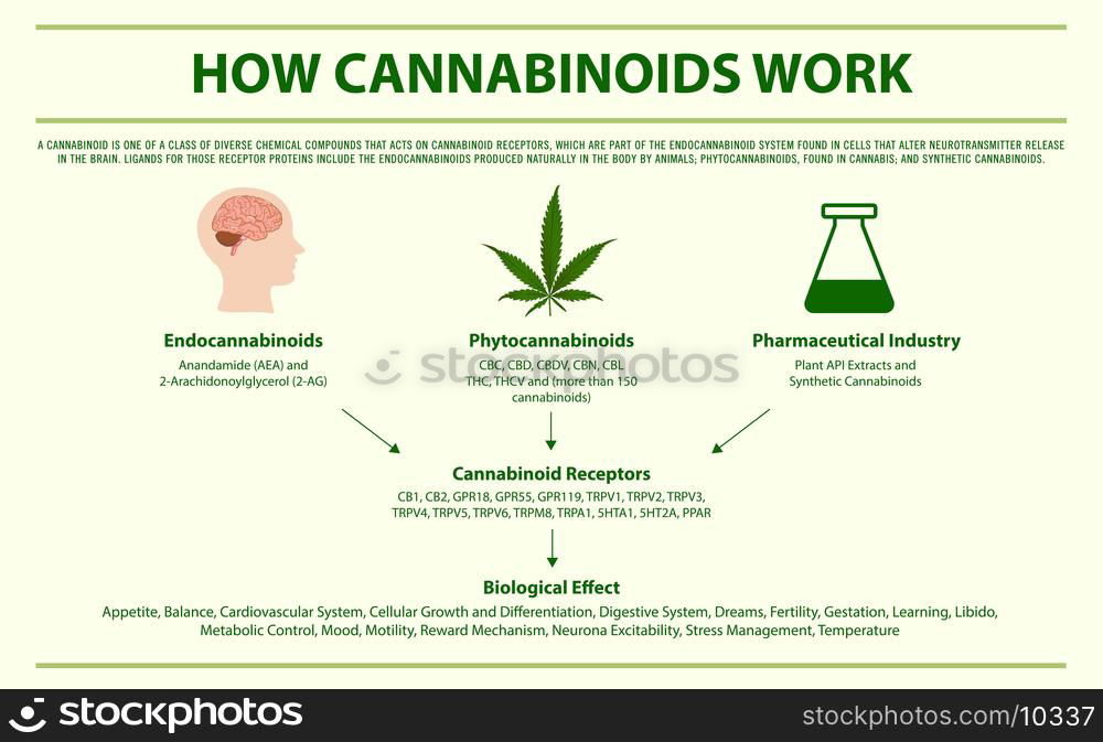 Endocannabinoids Vs Phytocannabinoids Horizontal Infographic ...