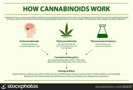 How Cannabinoids Work horizontal infographic illustration about cannabis as herbal alternative medicine and chemical therapy, healthcare and medical science vector.