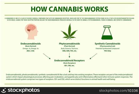 How Cannabis Works horizontal infographic illustration about cannabis as herbal alternative medicine and chemical therapy, healthcare and medical science vector.