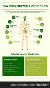 How Does CBD Work in the vertical infographic illustration about cannabis as herbal alternative medicine and chemical therapy, healthcare and medical science vector.