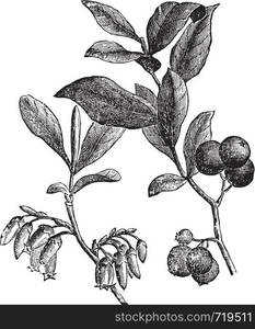 Huckleberry or Gaylussacia resinosa engravin. Old vintage engraved illustration of huckleberry plant. The huckleberry is the state fruit of Idaho.