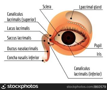 Humam eye infographic. Cartoon of humam eye vector infographic for web design. Humam eye infographic, cartoon style