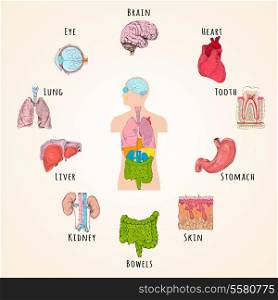 Human anatomy concept with body silhouette and organs icons isolated vector illustration