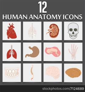 Human Anatomy icons set vector