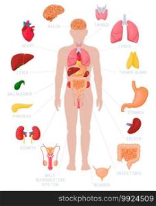 Human anatomy infographic. Anatomical internal organs names and location, kidneys, heart and brain vector illustrations. Internal organs medical poster with intestines, bladder and thymus gland. Human anatomy infographic. Anatomical internal organs names and location, kidneys, heart and brain vector illustrations. Internal organs medical poster