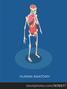 Human anatomy isometric composition with skeleton and internal organs 3d vector illustration