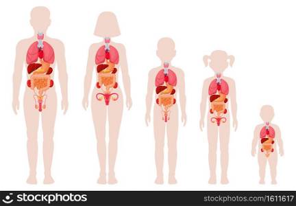 Human anatomy organs. Man, woman, girl, boy and newborn baby with internal organs location vector illustrations. Internal organs medical infographic. Female and male human body structure. Human anatomy organs. Man, woman, girl, boy and newborn baby with internal organs location vector illustrations. Internal organs medical infographic