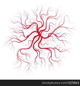 Human blood veins. Human blood veins. Vessels vector illustration design, on white background