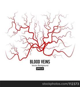 Human Blood Veins Vector. Human Blood Veins Vector. Red Blood Vessels Design. Illustration Isolated On White