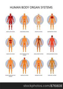 Human body biological organ systems medical infographic. Vector muscular, endocrine or skeletal and respiratory or reproductive and digestive male and female systems. Human body biological organ systems medical infographic. Vector muscular
