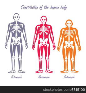 Human body constitution vector concept. Flat design. Anthropological anatomy scheme. Skeletons with muscle color silhouettes. Ectomorph, mesomorph, endomorph people somatotypes illustration. On white . Human Body Constitution Flat Design Vector Concept. Human Body Constitution Flat Design Vector Concept
