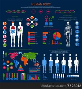 Human body infographic with organism structure, internal organs, whole skeleton, water balance and national medicine worldwide vector illustrations.. Human Body Detailed Infographic with Statistics