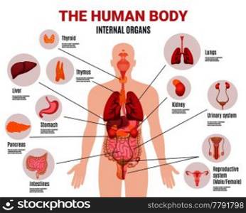 Human body internal organs schema flat infographic poster with icons images names location and definitions vector illustration . Human Internal Organs Infographic Poster