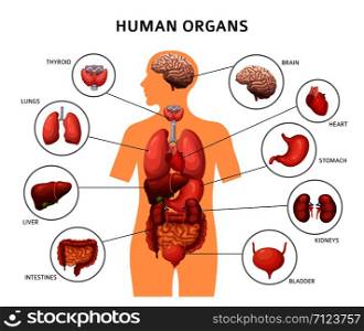 Human body internal organs. Stomach and lungs, kidneys and heart, brain and liver. Medical anatomy vector infographics. Body of human, liver and brain, heart and internal organs illustration. Human body internal organs. Stomach and lungs, kidneys and heart, brain and liver. Medical anatomy vector infographics