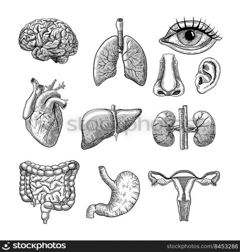 Human body organs engraved illustrations set. Hand drawn sketch of internal organs, brain, lungs, nose, ear, heart, liver, kidneys, stomach, and bladder. Anatomy, surgery or medical concept