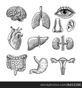 Human body organs engraved illustrations set. Hand drawn sketch of internal organs, brain, lungs, nose, ear, heart, liver, kidneys, stomach, and bladder. Anatomy, surgery or medical concept
