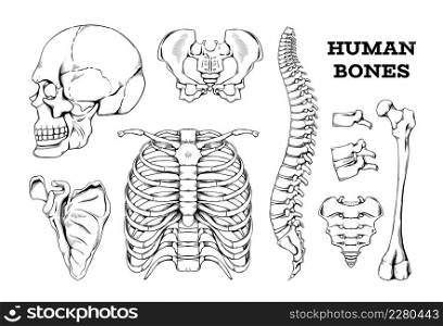 Human bones sketch. Hand drawn anatomy joints or body skeleton parts. Spine with vertebrae and femur. Isolated engraving skull. Scapula and thorax with ribs. Vector orthopedic medical skeletal set. Human bones sketch. Hand drawn anatomy joints or skeleton parts. Spine with vertebrae and femur. Isolated engraving skull. Scapula and thorax. Vector orthopedic medical skeletal set