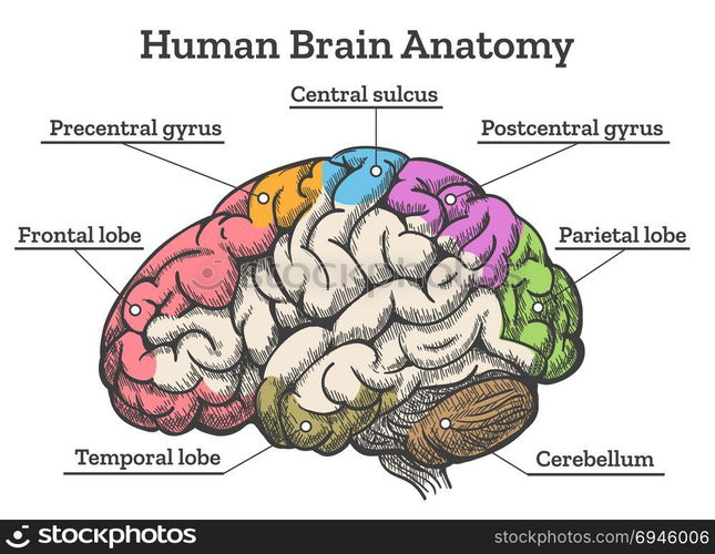 Human brain anatomy diagram. Human brain anatomy diagram. Sections of ...