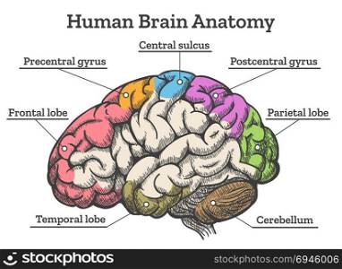 Human brain anatomy diagram. Human brain anatomy diagram. Sections of head brain vector illustration