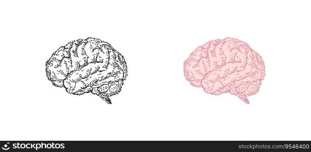 Human brain, anatomy organ drawn. Vector vintage dot illustration