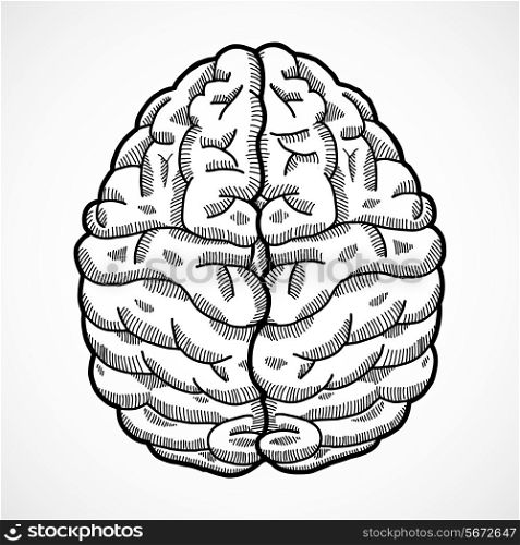 Human brain cortex top view sketch isolated on white background vector illustration