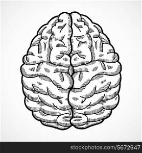 Human brain cortex top view sketch isolated on white background vector illustration