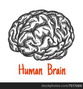 Human brain engraving stylized sketch symbol in gray colors for mind, creativity or health care theme design with caption Human Brain below. Human brain sketch symbol in gray colors