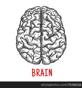 Human brain sketch with top view of both hemispheres of cerebral cortex. Medicine, education or brainstorm themes. Top view of human brain, sketch style