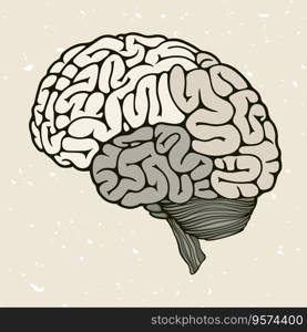 Human brain vector image