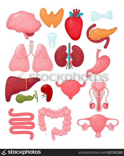 Human cartoon organs. Brain, thyroid, heart, male reproductive organ, uterus, pancreas, kidneys, tooth, bone, lungs, liver, gallbladder, spleen, bladder, colon. Isolated vector illustrations. Anatomy