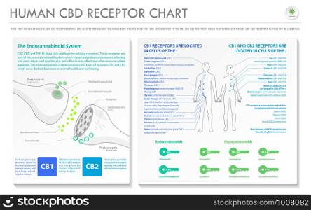 Human CBD Receptor Chart - Endocannabinoid horizontal business infographic illustration about cannabis as herbal alternative medicine and chemical therapy, healthcare and medical science vector.