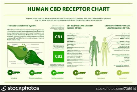 Human CBD Receptor Chart - Endocannabinoid System horizontal infographic illustration about cannabis as herbal alternative medicine and chemical therapy, healthcare and medical science vector.